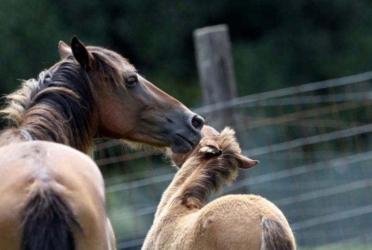 Oklahoma’s Choctaw horses discovered in Mississippi, Healthy Living + Travel