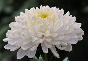 Home Spa - Connecting with Nature, Healthy Living + Travel