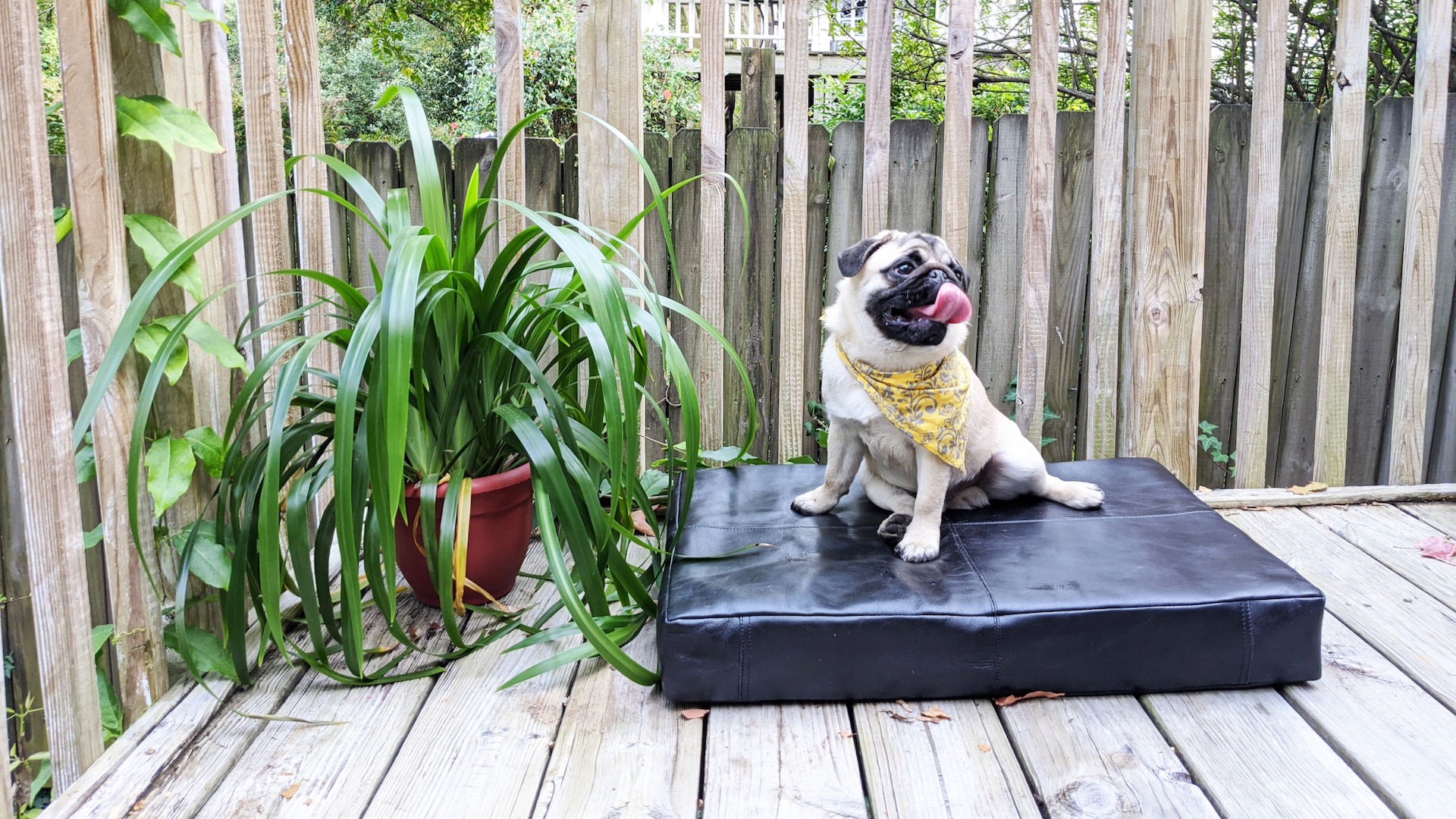 Albus, Le Dog, Healthy Living + Travel