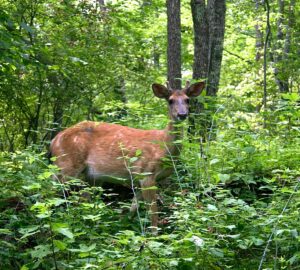 Deerfield Health Retreat & Spa, Healthy Living + Travel