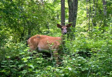 Deerfield Health Retreat & Spa, Healthy Living + Travel