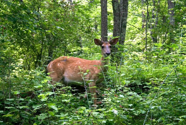 Deerfield Health Retreat & Spa, Healthy Living + Travel